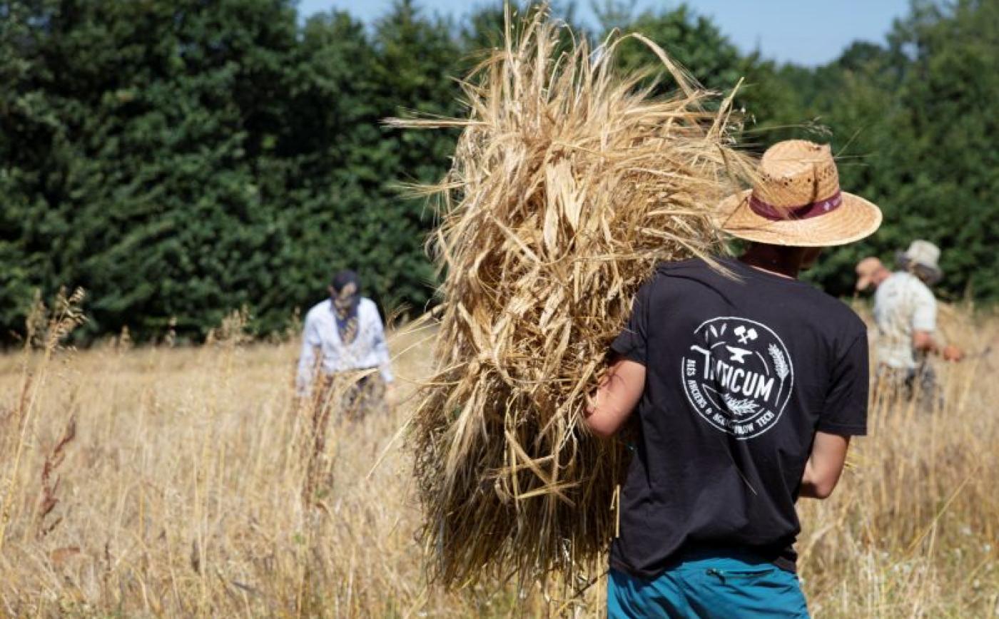 Moissons participatives à Sap-en-Auge - L. SERON
