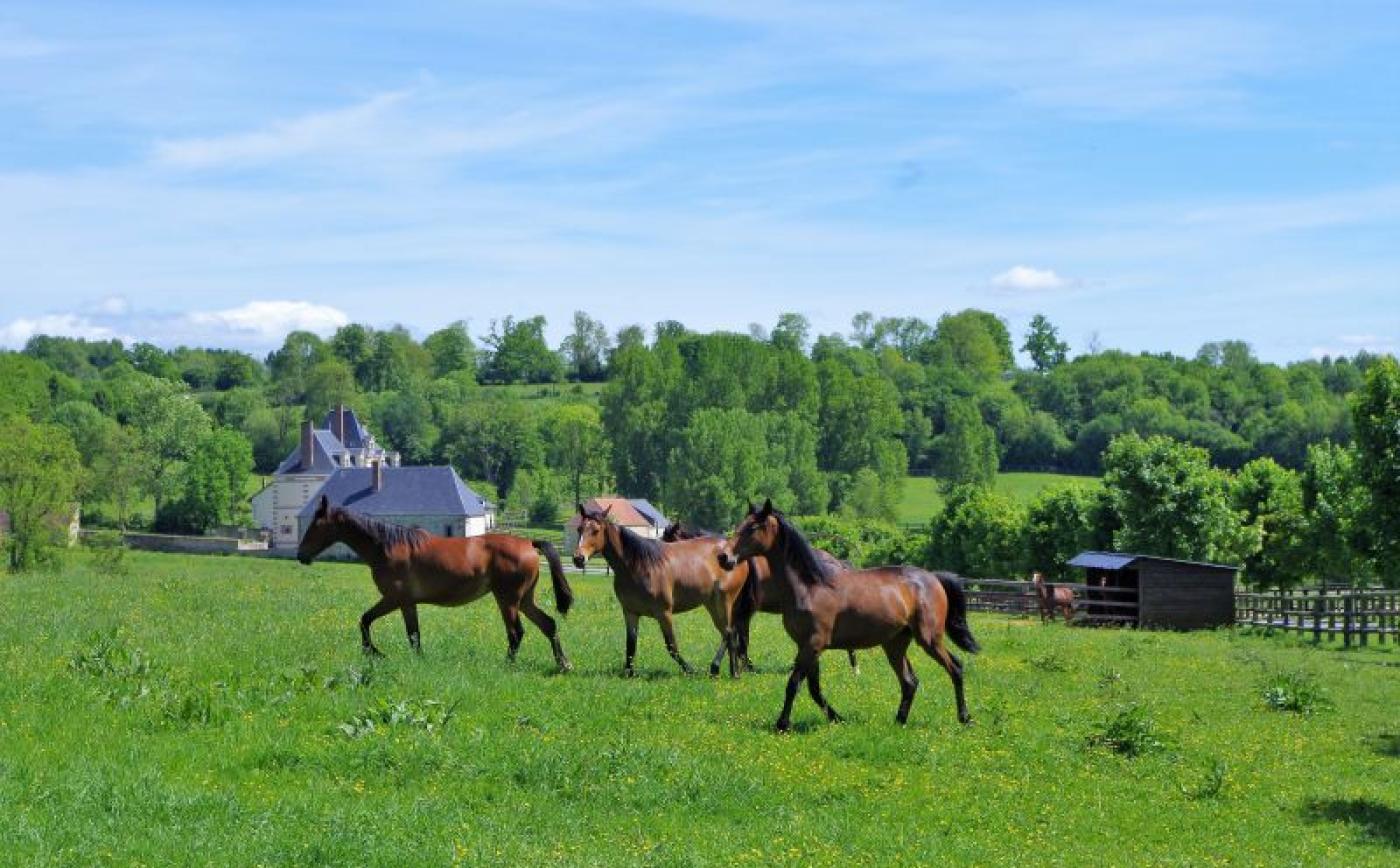 Randonnée pédestre à Merlerault-le-Pin - Alain MARTIN
