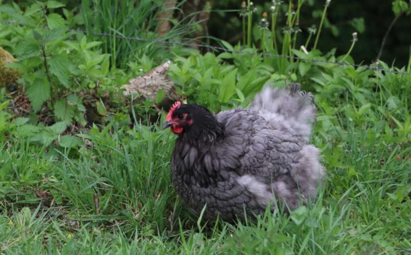 Domaine des Molières - © Gites de France Orne