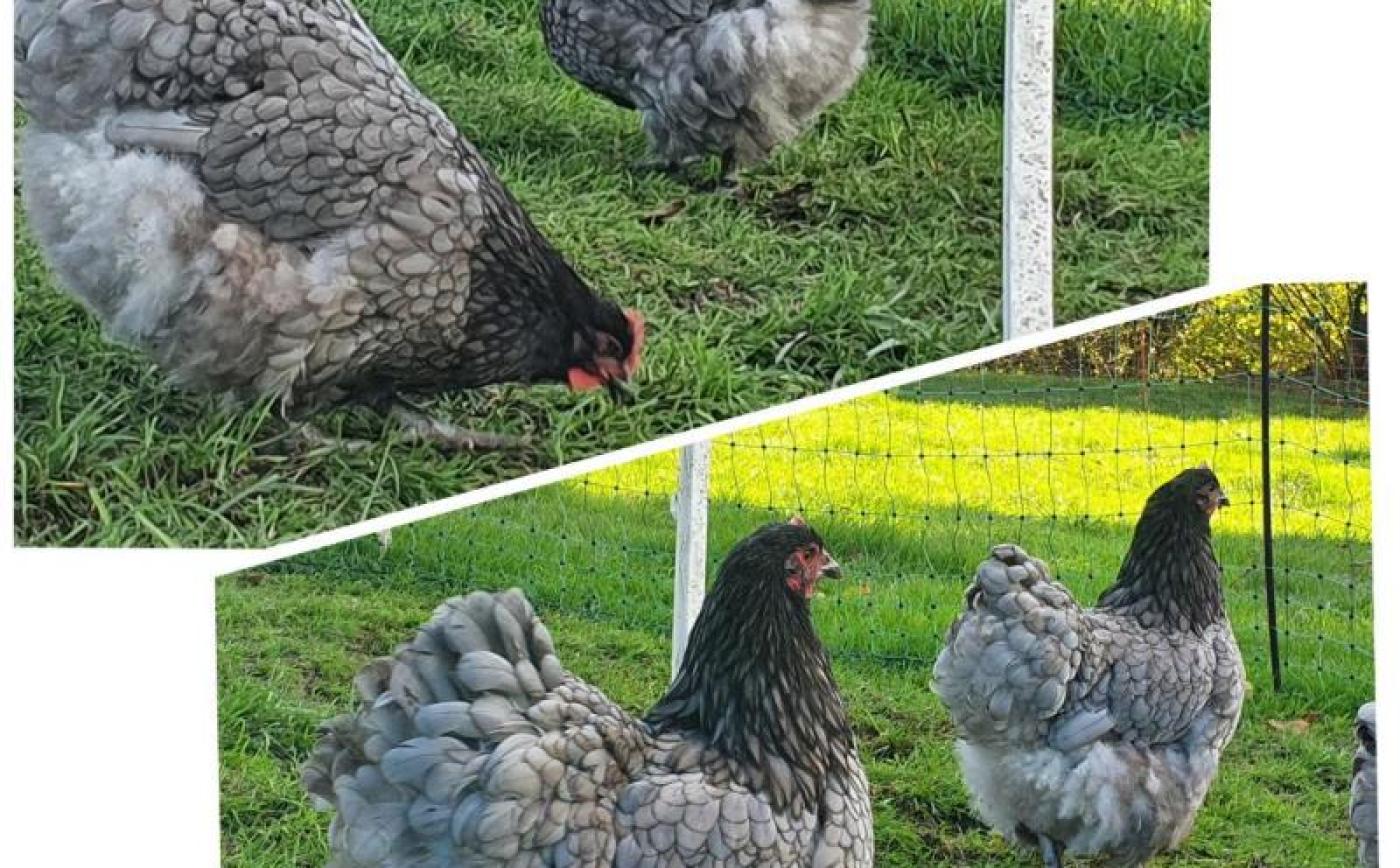 Domaine des Molières - © Gites de France Orne