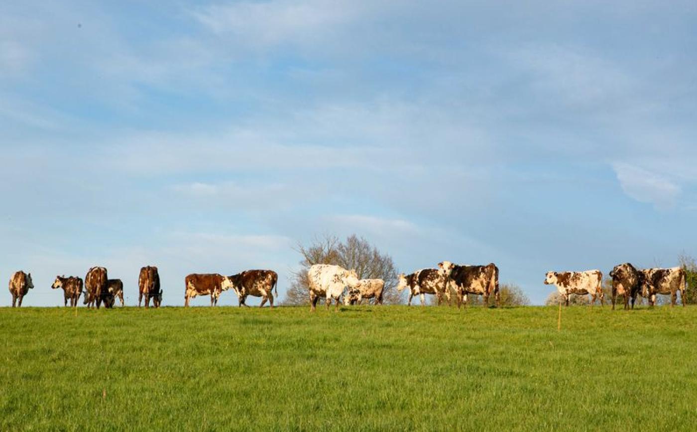 L-Instiere-Camembert - ©MR RAULT