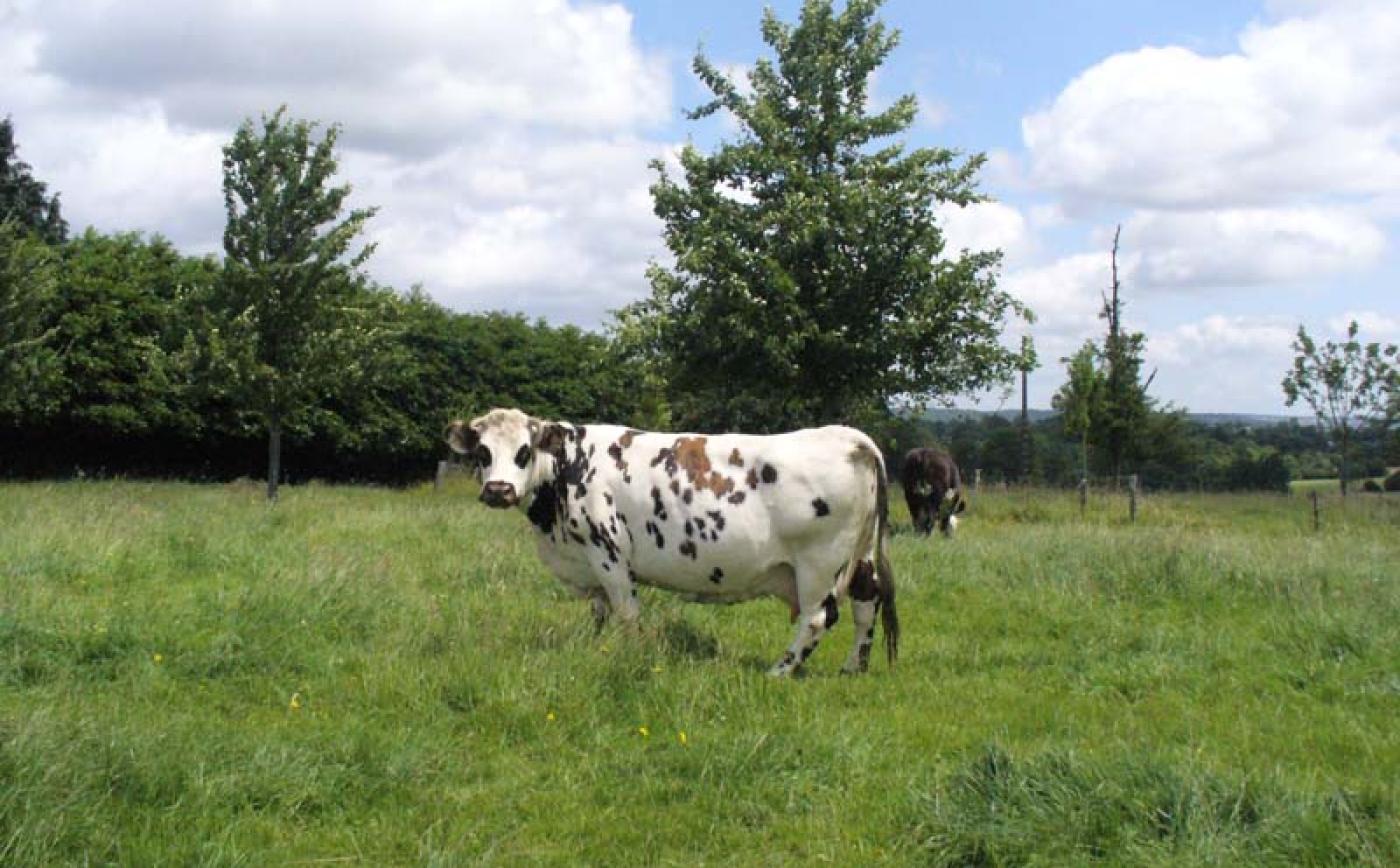 GAEC Choisnard - Crouttes - ©Orne Tourisme