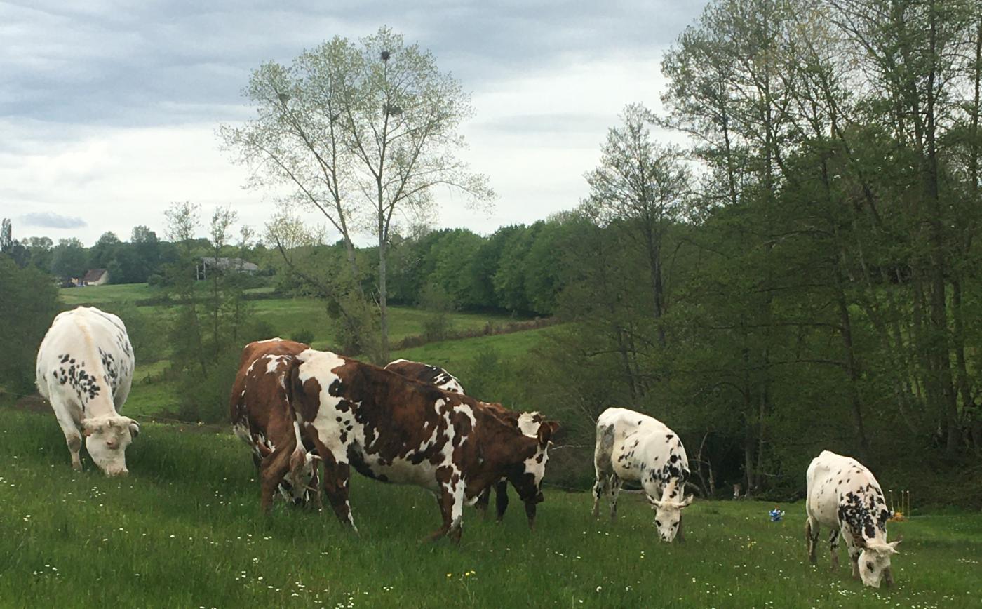 Paysages du Pays d'Auge et nos génisses @La Ferme de l'Instière à Camembert - Ferme de l'Instière