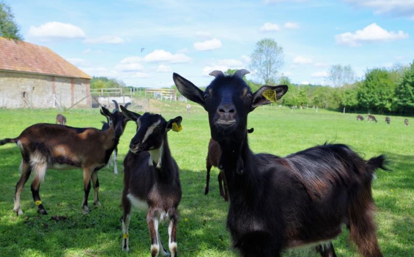 Ferme des Pampilles - Caillibaud