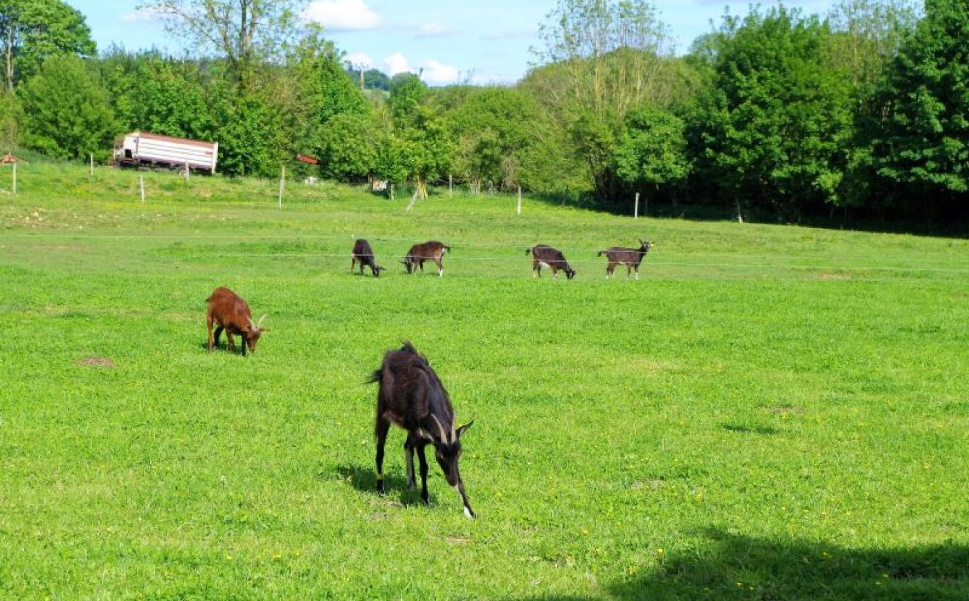 Ferme des Pampilles - Caillibaud