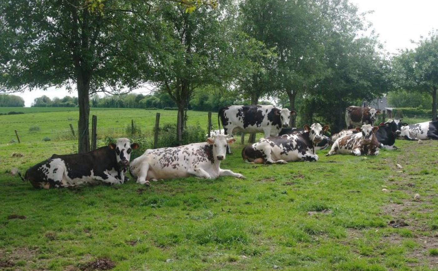 Ferme Nat'Lait à Crouttes - GAEC Choisnard