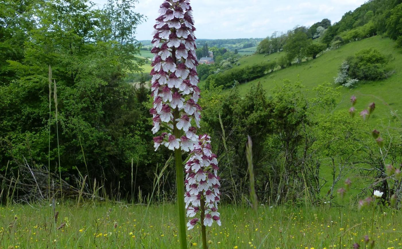 Orchidée_Coteau Champ Genet - Conseil départemental de l'Orne