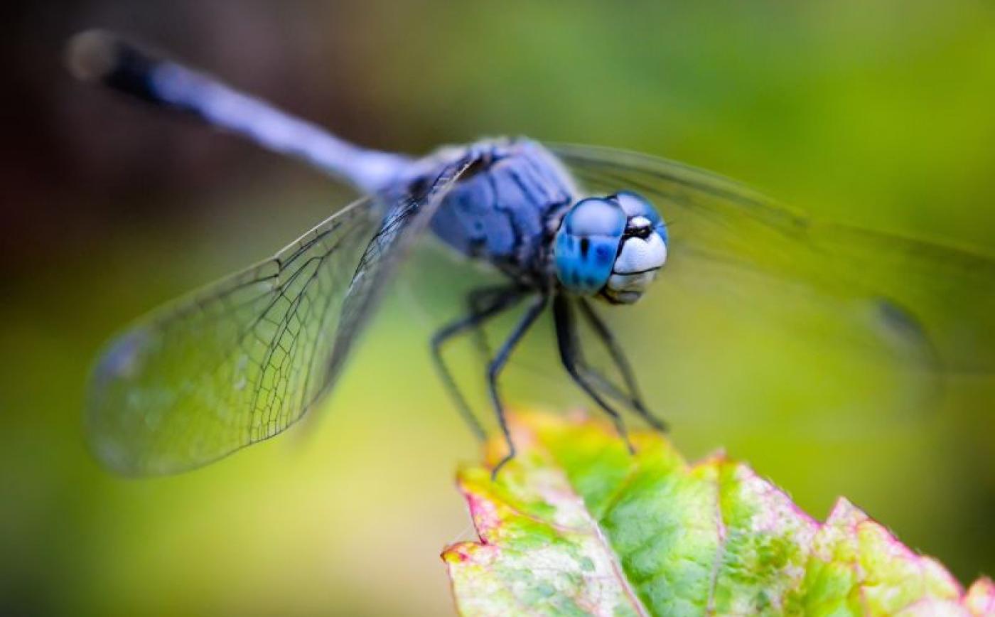 Découvrir les libellules à Camembert - wirestock_freepik