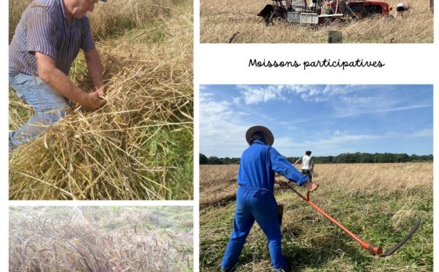 Moissons_participatives à Sap-en-Auge - Le Costil