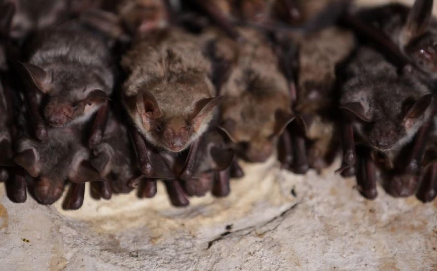 Sortie nocturne chauves-souris à Sap-en-Auge - Florent Baude