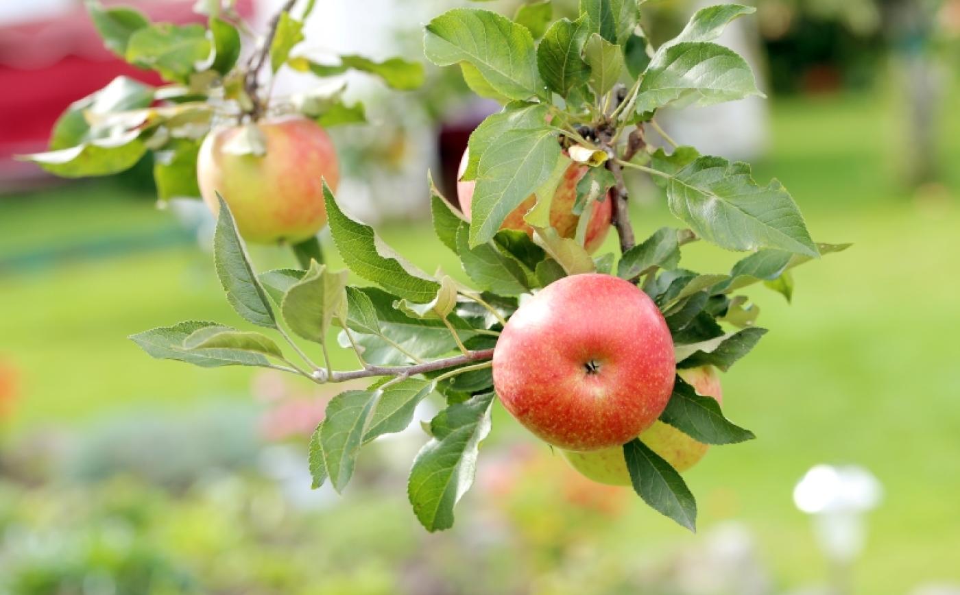 Foire de la pomme à Vimoutiers - Racool_studio_freepik