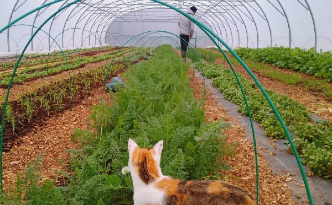 Thomas et Tsuki dans la serre - Les Légumes du Sap