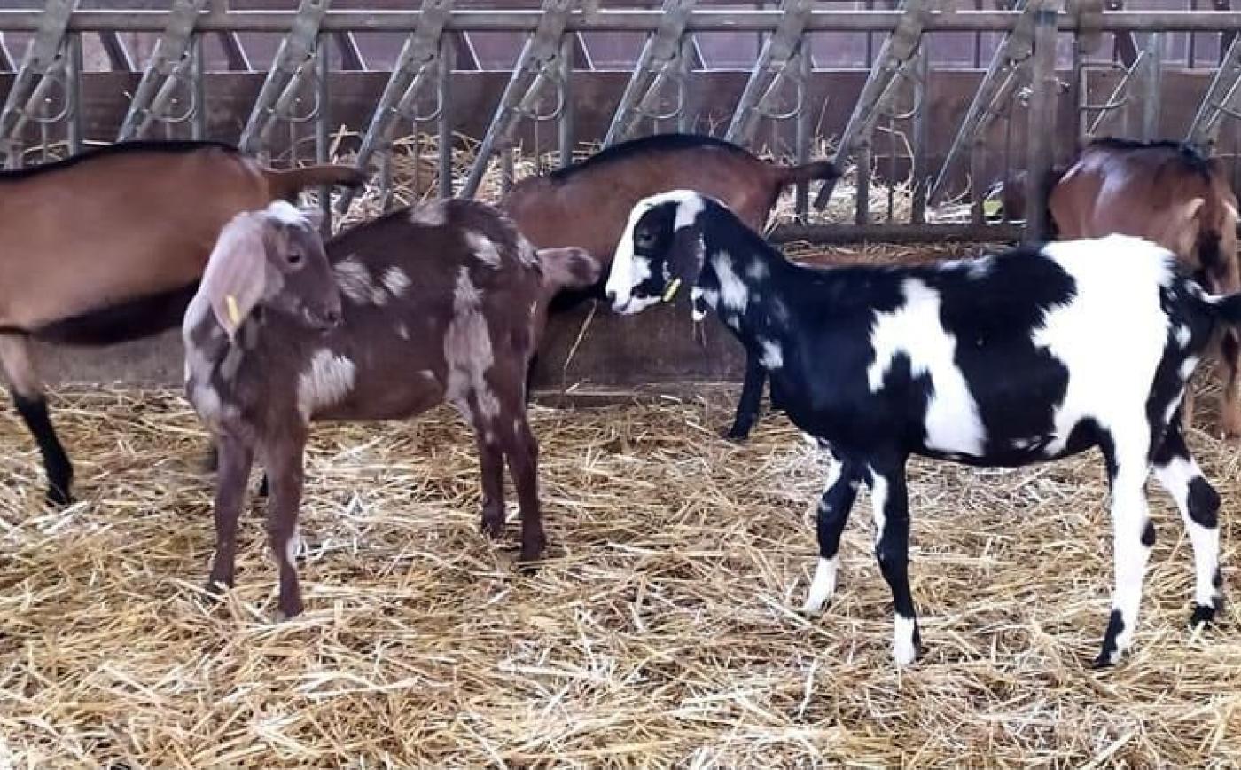 La Ferme des Chèvres Brasseuses aux Authieux du Puits - La Ferme des Chèvres Brasseuses