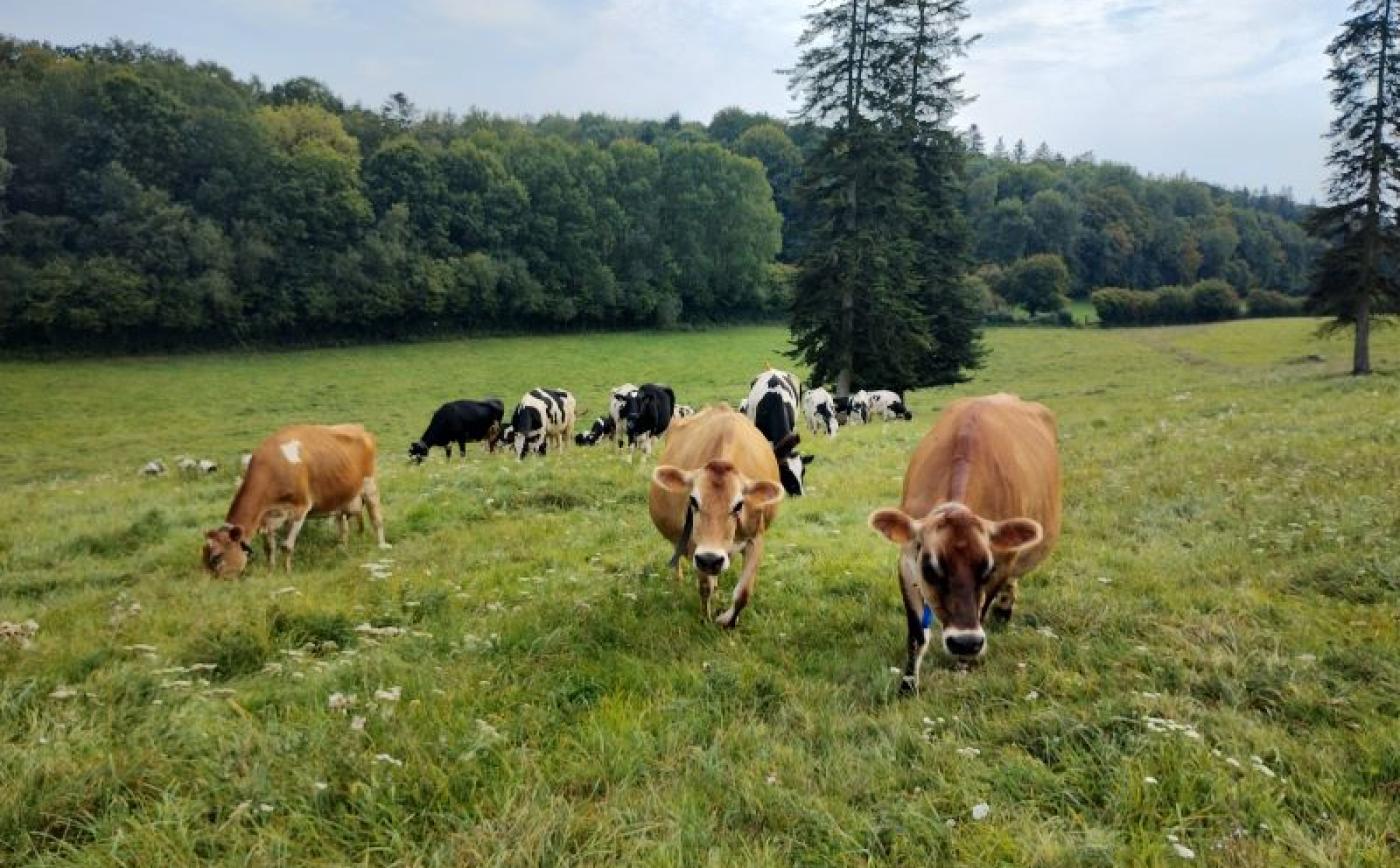 Ferme du Rouvray à Sap-en-Auge - Ferme du Rouvray