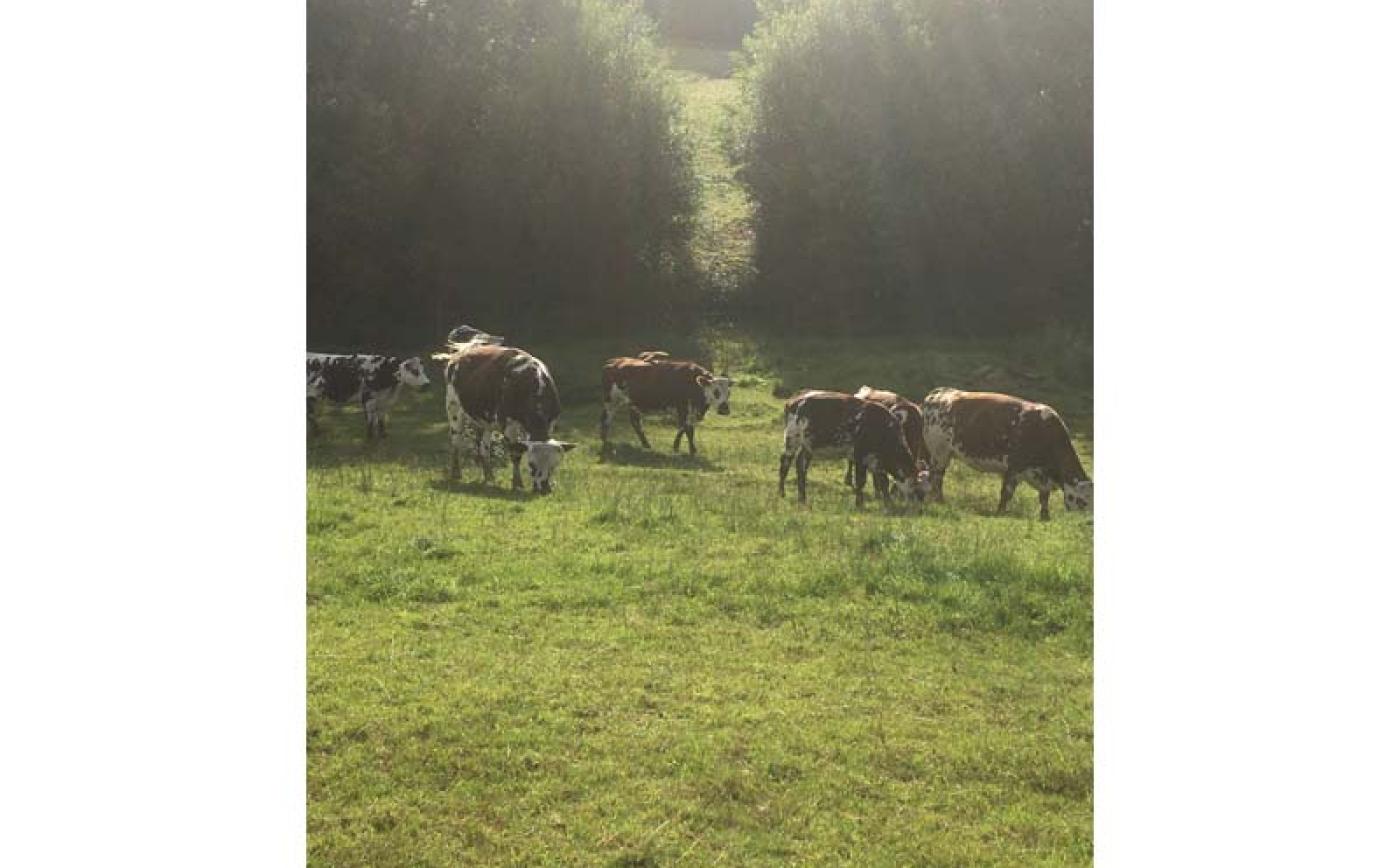 La Ferme de l'Instière - Camembert - ©La Ferme de l'Instière