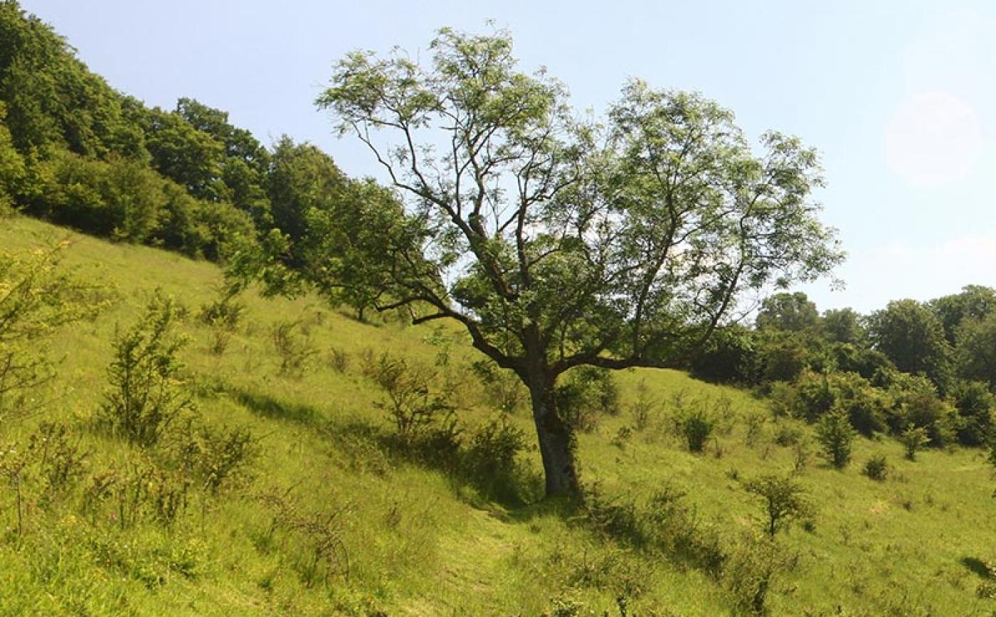 Le Coteau des Champs Genêts - Les Champs Genêts © JE Rubio